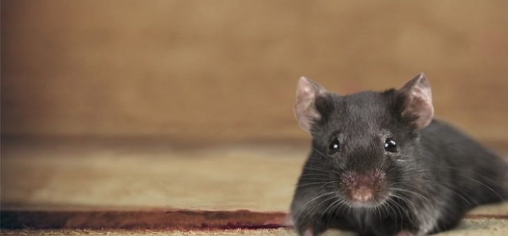 Maple HVAC cleaning agencies | Best Duct Cleaners in GTA