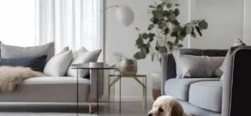 pet carpet cleaner